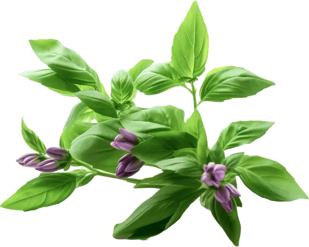 Make America Slim Again ingredient image